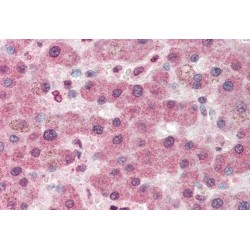 Pyruvate Carboxylase Antibody