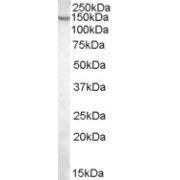 abx431500 (0.03 µg/ml) staining of Mouse Liver lysate (35 µg protein in RIPA buffer). Detected by chemiluminescence.