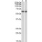 Programmed Cell Death Protein 4 (PDCD4) Antibody