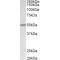Programmed Cell Death Protein 4 (PDCD4) Antibody