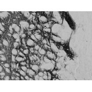 abx431505 (0.02 µg/ml) staining of PFA-perfused cryosection of Rat Striatum. HRP-staining with Ni-DAB after Biotin-SP-anti-goat amplification.