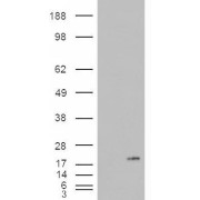 HEK293 overexpressing PLA2G1B and probed with abx431511 (mock transfection in first lane).