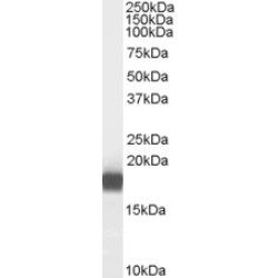 Phospholipase A2 (PLA2G1B) Antibody