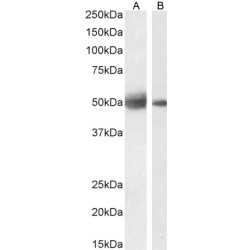 Septin 4 (SEPTIN4) Antibody