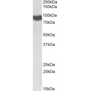 abx431517 (0.1 µg/ml) staining of Rat Liver lysate (35 µg protein in RIPA buffer). Primary incubation was 1 hour. Detected by chemiluminescence.