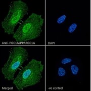 Immunofluorescence analysis of paraformaldehyde fixed HeLa cells, permeabilized with 0.15% Triton. Primary incubation 1hr (10 µg/ml) followed by AF488 secondary antibody (2 µg/ml), showing nuclear and cytoplasmic staining. The nuclear stain is DAPI (blue). Negative control: Unimmunized goat IgG (10 µg/ml) followed by AF488 secondary antibody (2 µg/ml).