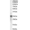 Prion Protein (PRNP) Antibody