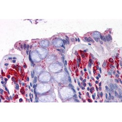 Proline Dehydrogenase 1, Mitochondrial (PRODH) Antibody