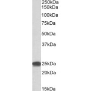 abx431525 (0.3 µg/ml) staining of HEK293 lysate (35 µg protein in RIPA buffer). Detected by chemiluminescence.