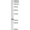 Proteasome Subunit Beta Type 4 (PSMB4) Antibody