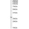 Proteasome Activator Complex Subunit 2 (PSME2) Antibody