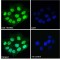 Protein HEXIM1 (HEXIM1) Antibody