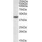 Dual Specificity Phosphatase 1 (DUSP1) Antibody