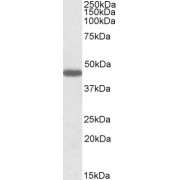 abx431537 (1 µg/ml) staining of Rat Stomach lysate (35 µg protein in RIPA buffer). Detected by chemiluminescence.