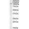 IA2 Antibody
