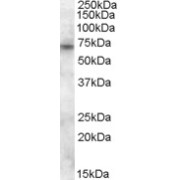 abx431541 (0.2 µg/ml) staining of Human Kidney lysate (35 µg protein in RIPA buffer). Detected by chemiluminescence.