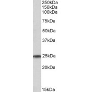 abx431548 (1 µg/ml) staining of Human Testis lysate (35 µg protein in RIPA buffer). Primary incubation was 1 hour. Detected by chemiluminescence.