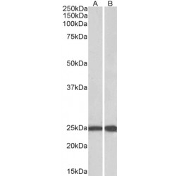 Guanosine Triphosphatase Ran (RAN) Antibody