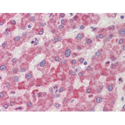 Ran GTPase-Activating Protein 1 (RANGAP1) Antibody