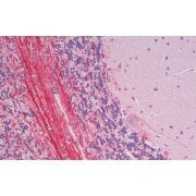 abx431554 (5 µg/ml) staining of paraffin embedded Human Cerebellum. Steamed antigen retrieval with citrate buffer pH 6, AP-staining.