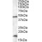 Putative RNA-Binding Protein 3 (RBM3) Antibody