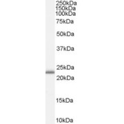 abx431558 (0.3 µg/ml) staining of Human Liver lysate (35 µg protein in RIPA buffer). Primary incubation was 1 hour. Detected by chemiluminescence.