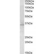 abx431559 (2 µg/ml) staining of Mouse Eye lysate (35 µg protein in RIPA buffer). Primary incubation was 1 hour. Detected by chemiluminescence.