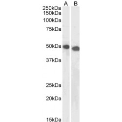 Zinc Finger Protein Ubi-D4 (UBID4) Antibody