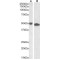 Zinc Finger Protein Ubi-D4 (UBID4) Antibody