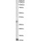 Ring Finger Protein 7 (RNF7) Antibody