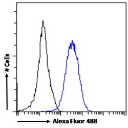 Nuclear Receptor ROR-Gamma (RORC) Antibody