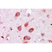 abx431565 (3.8 µg/ml) staining of paraffin embedded Human Cortex. Steamed antigen retrieval with citrate buffer pH 6, AP-staining.