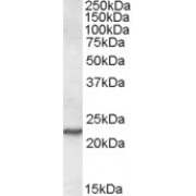 abx431569 (0.1 µg/ml) staining of NIH3T3 lysate (35 µg protein in RIPA buffer). Detected by chemiluminescence.