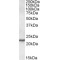 SAR1 Antibody