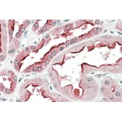 Stromal Cell Derived Factor 4 (SDF4) Antibody