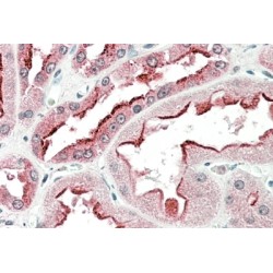 45 kDa Calcium-Binding Protein (SDF4) Antibody