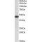 45 kDa Calcium-Binding Protein (SDF4) Antibody