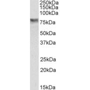 abx431579 (0.3 µg/ml) staining of HepG2 cell lysate (35 µg protein in RIPA buffer). Primary incubation was 1 hour. Detected by chemiluminescence.