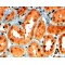 Semaphorin 5A (SEMA5A) Antibody