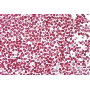 abx431582 (5 µg/ml staining of paraffin embedded Human Spleen. Steamed antigen retrieval with citrate buffer pH 6, AP-staining.