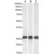 Synaptosomal-Associated Protein 25 (SNAP25) Antibody