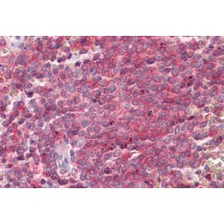 Synaptosomal-Associated Protein 23 (SNAP23) Antibody