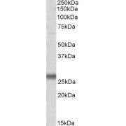 abx431598 (0.1 µg/ml) staining of Human Placenta lysate (35 µg protein in RIPA buffer). Detected by chemiluminescence.