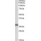 Synaptosomal-Associated Protein 23 (SNAP23) Antibody