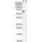 Syntrophin (alpha 1) Antibody