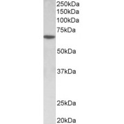 abx431606 (0.5 µg/ml) staining of MOLT4 lysate (35 µg protein in RIPA buffer). Detected by chemiluminescence.