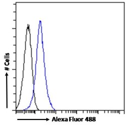 Signal Transducer And Activator of Transcription 3 (STAT3) Antibody