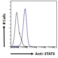 STAT3 (Isoform 1 and 2) Antibody