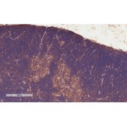 abx431616 (4 µg/ml) staining of paraffin embedded Mouse Thymus. Microwaved antigen retrieval with citrate buffer pH 6, HRP-staining.