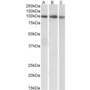 Western blot analysis of extract of K562 (A), Molt4 (B) and NIH3T3 (C) cell lysate (35 µg protein in RIPA buffer) using STAT5A antibody (0.3 µg/ml).